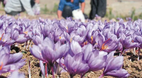 زعفران وحشی کوهی ممتاز با رشته‌ های سالم و رنگ‌ دهی قوی